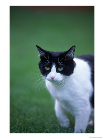Black-and-White-Cat-Walking-in-Grass-Photographic-Print-C11992553