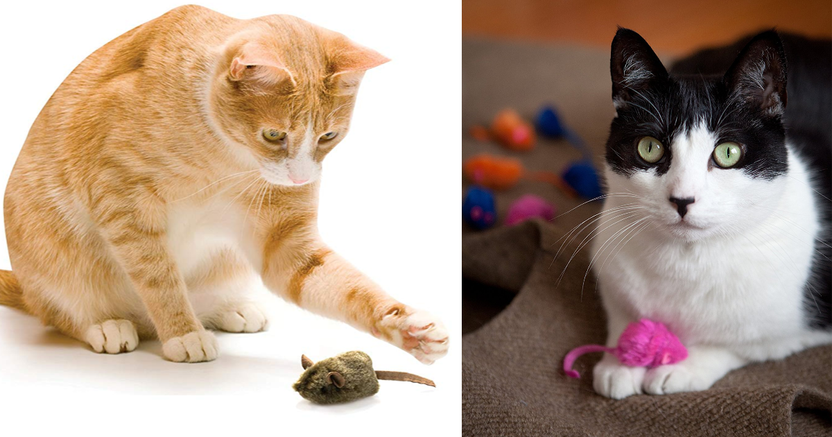 cats meow toy walgreens