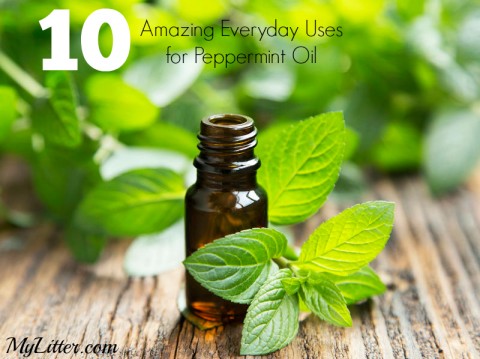 10 Everyday Uses for Peppermint Oil