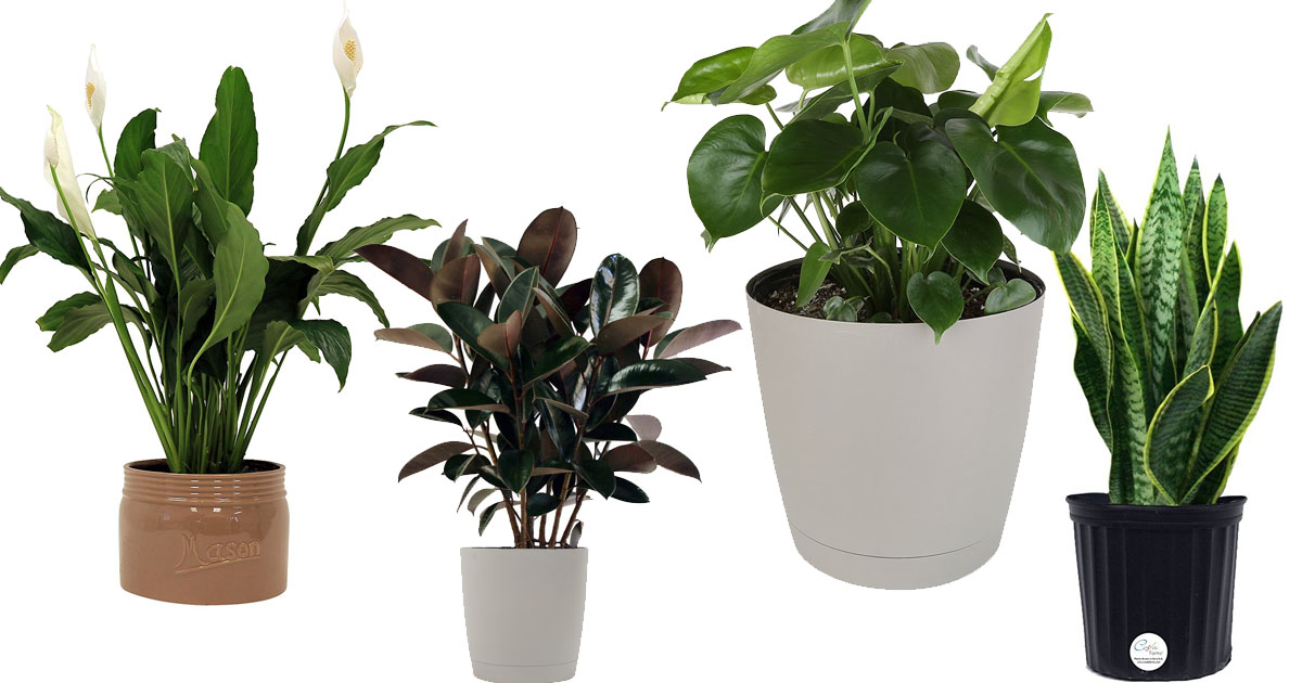 Amazon: Save Big on Costa Farms Premium Live House Plants - MyLitter ...